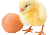 Day Old Chicks in Ghana