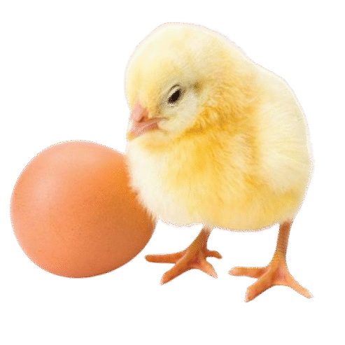 Day Old Chicks in Ghana