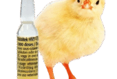Day Old Chicks in Ghana